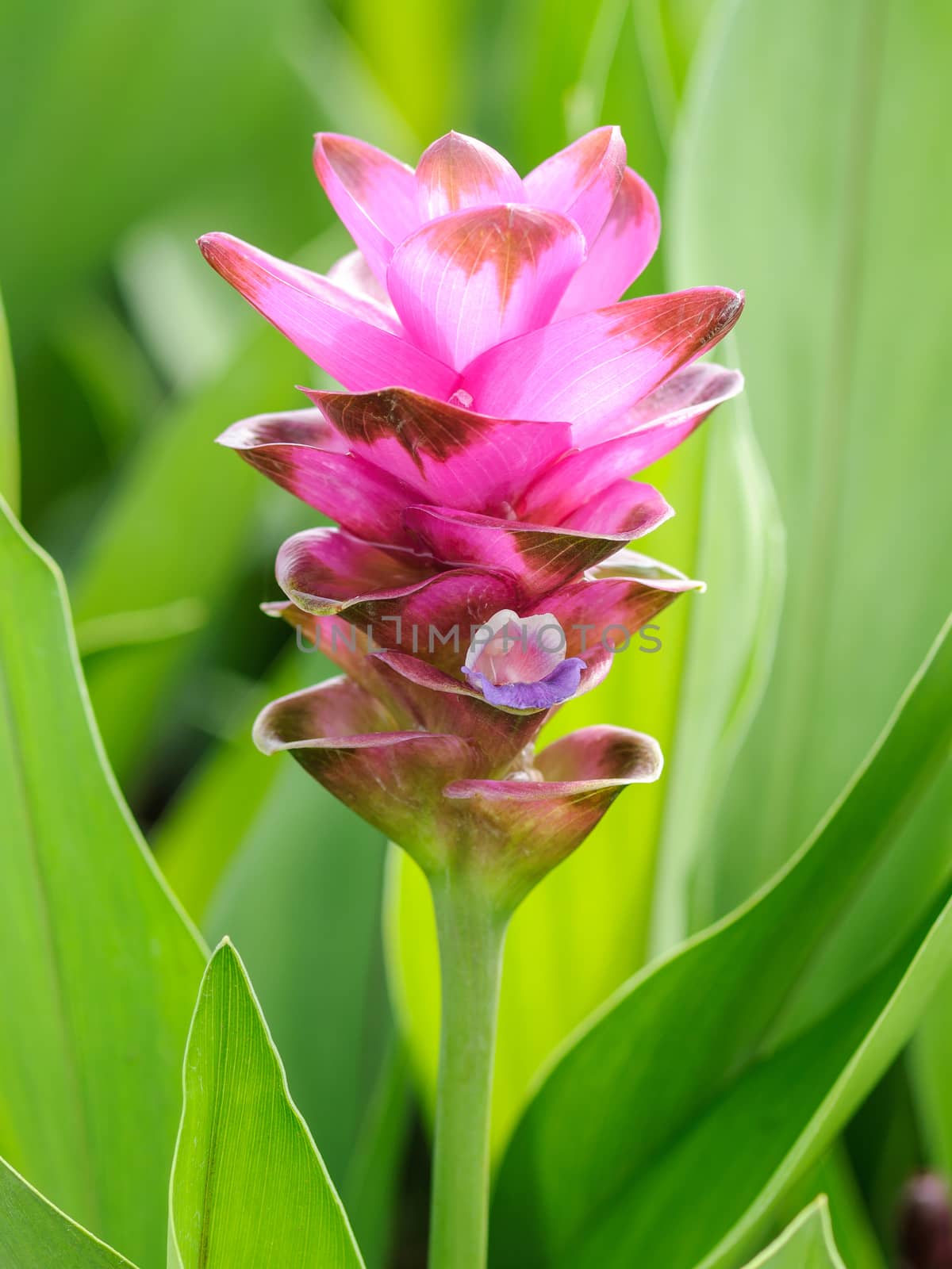 Close up of Siam tulip flower or Curcuma alismatifolia