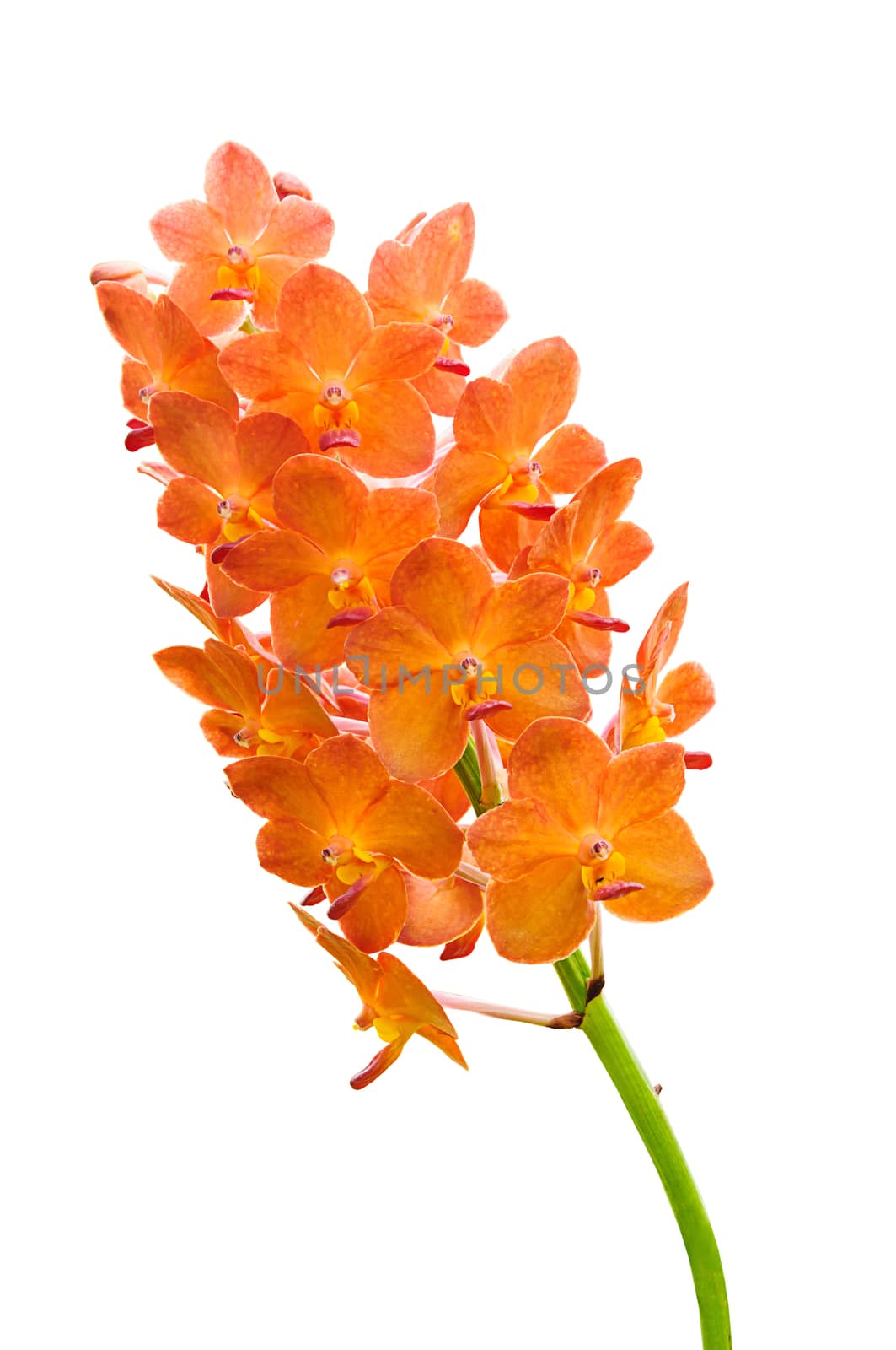 Orchid flowers isolated on white background 