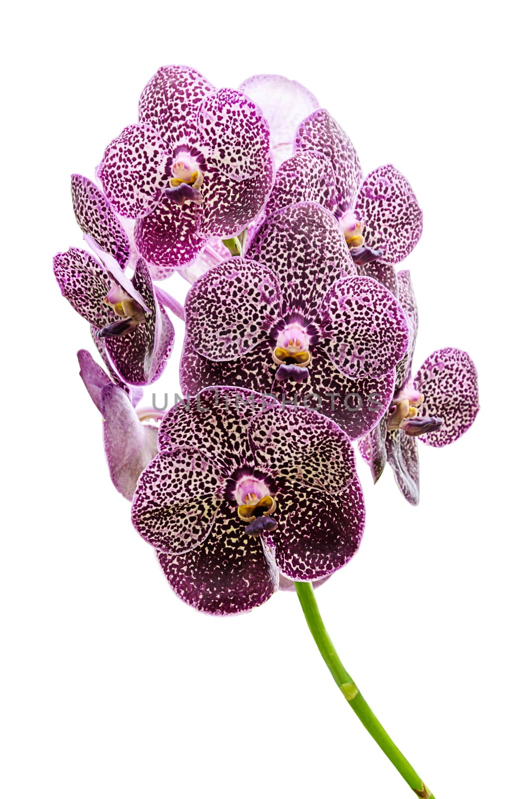 Orchid flowers isolated by NuwatPhoto