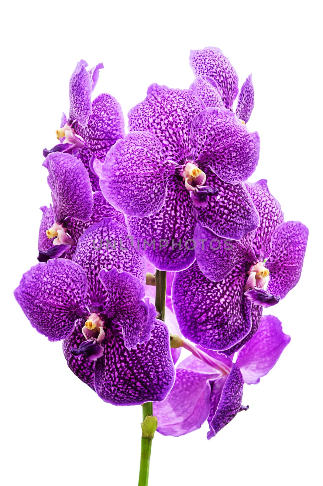 Orchid flowers isolated on white background 