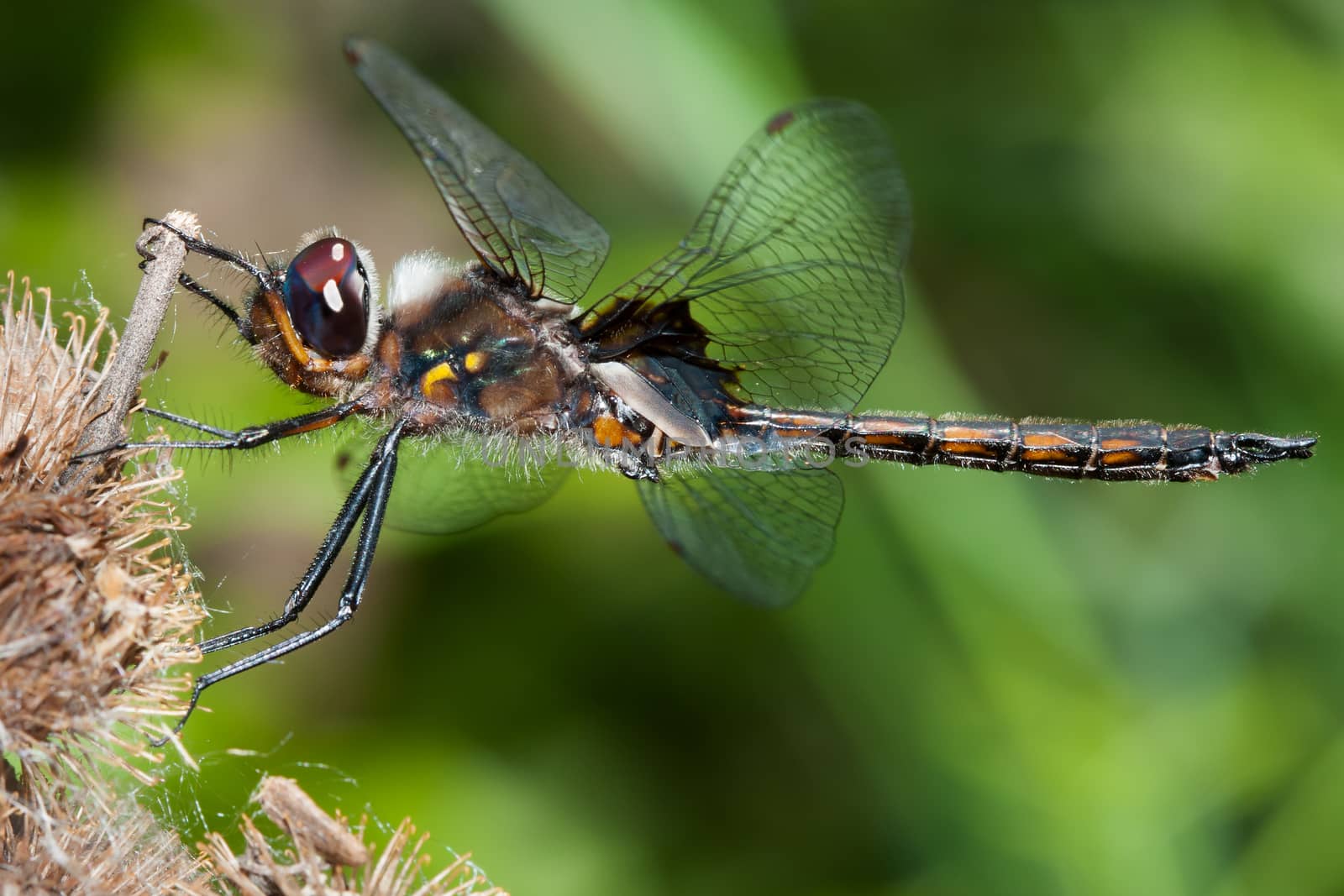 Twelve Spotted Skimmer Dragonly perched on a bush branch.