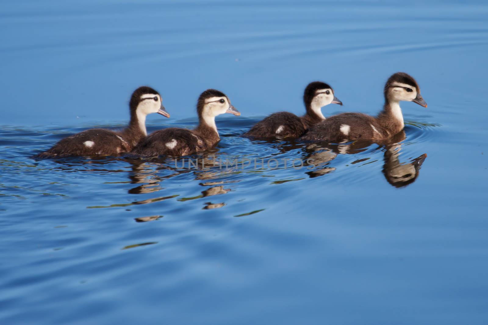 Wood Duck ducklings out for a swim