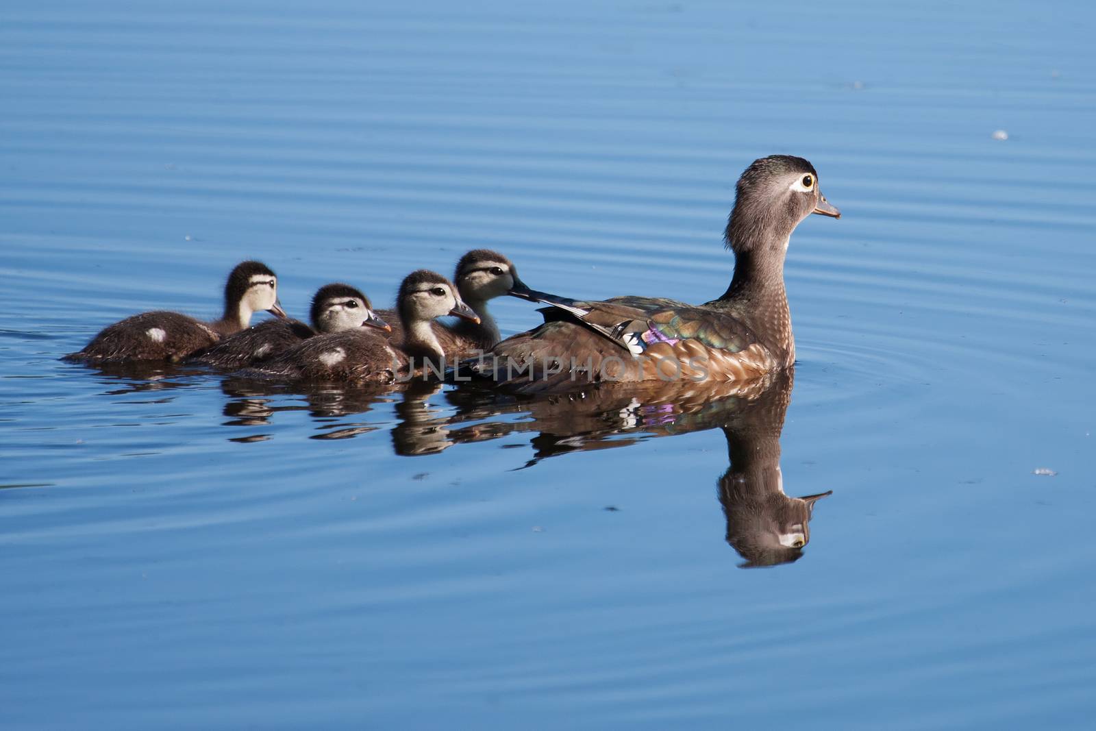 Wood Duck ducklings and Motherout for a swim