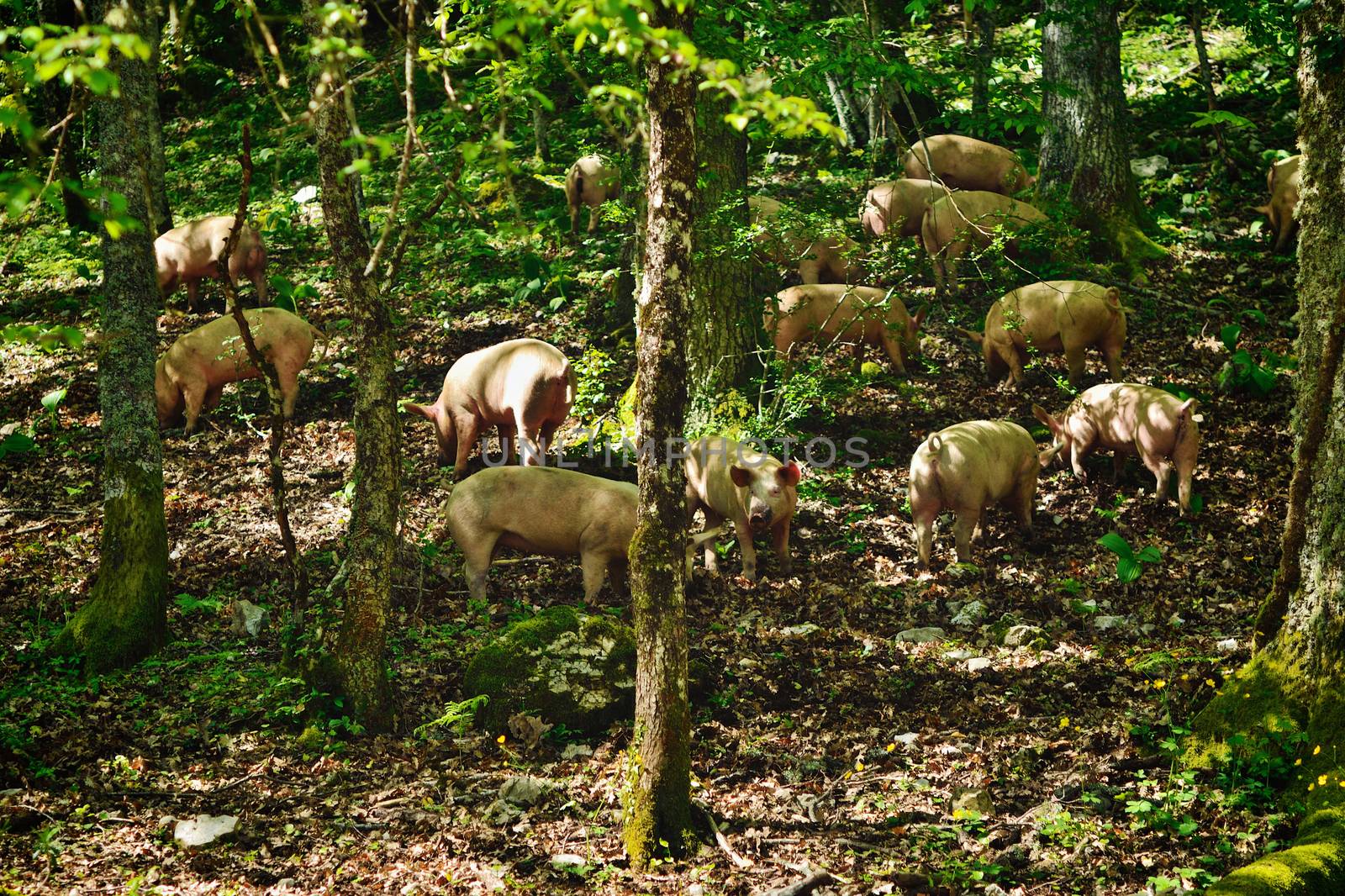 Herd of italian pigs eating acorns of oaks in the forest