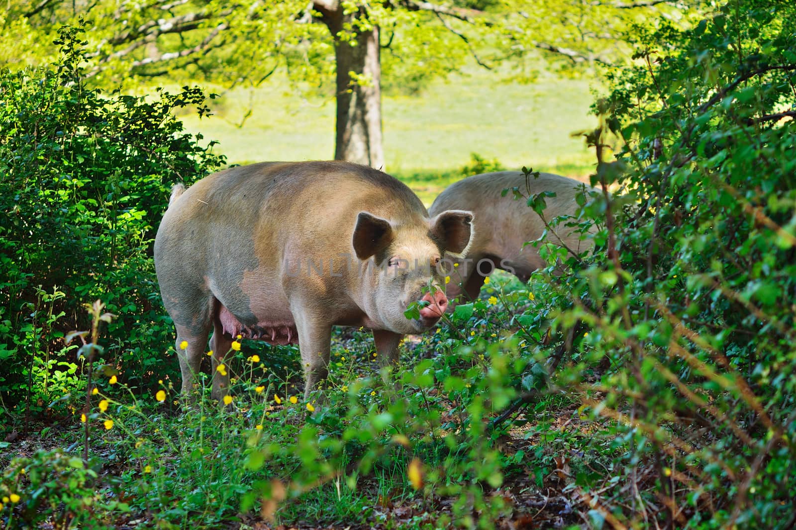 Pig in the thicket green bushes. Mountain forest, Italy