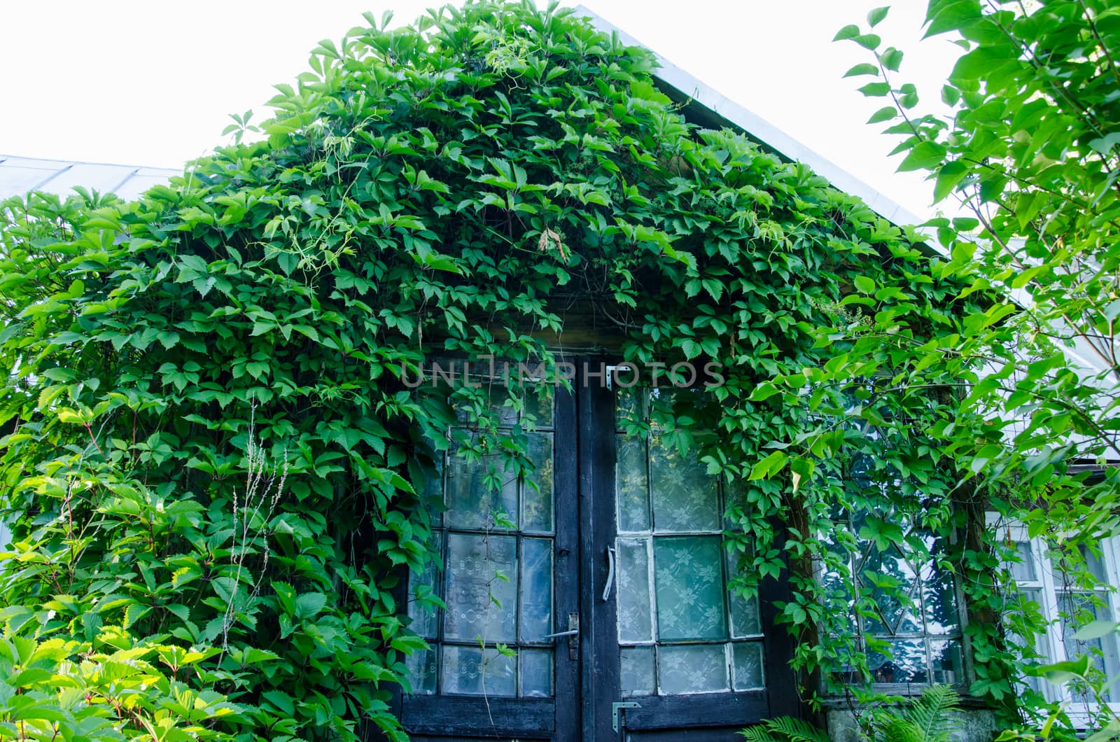 old rural house entrance doors covered with green creepers