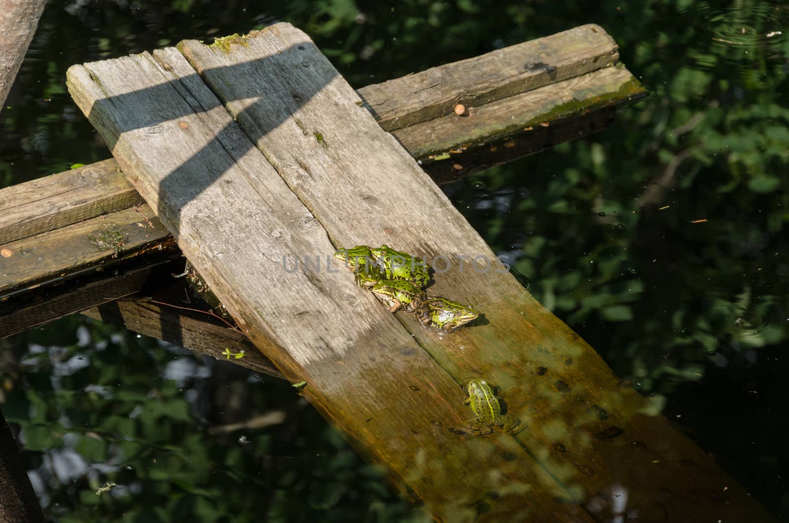 boards immersed in the water sitting in a group of little green frog