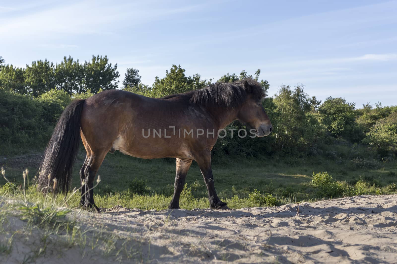 brown horse in dutch nature