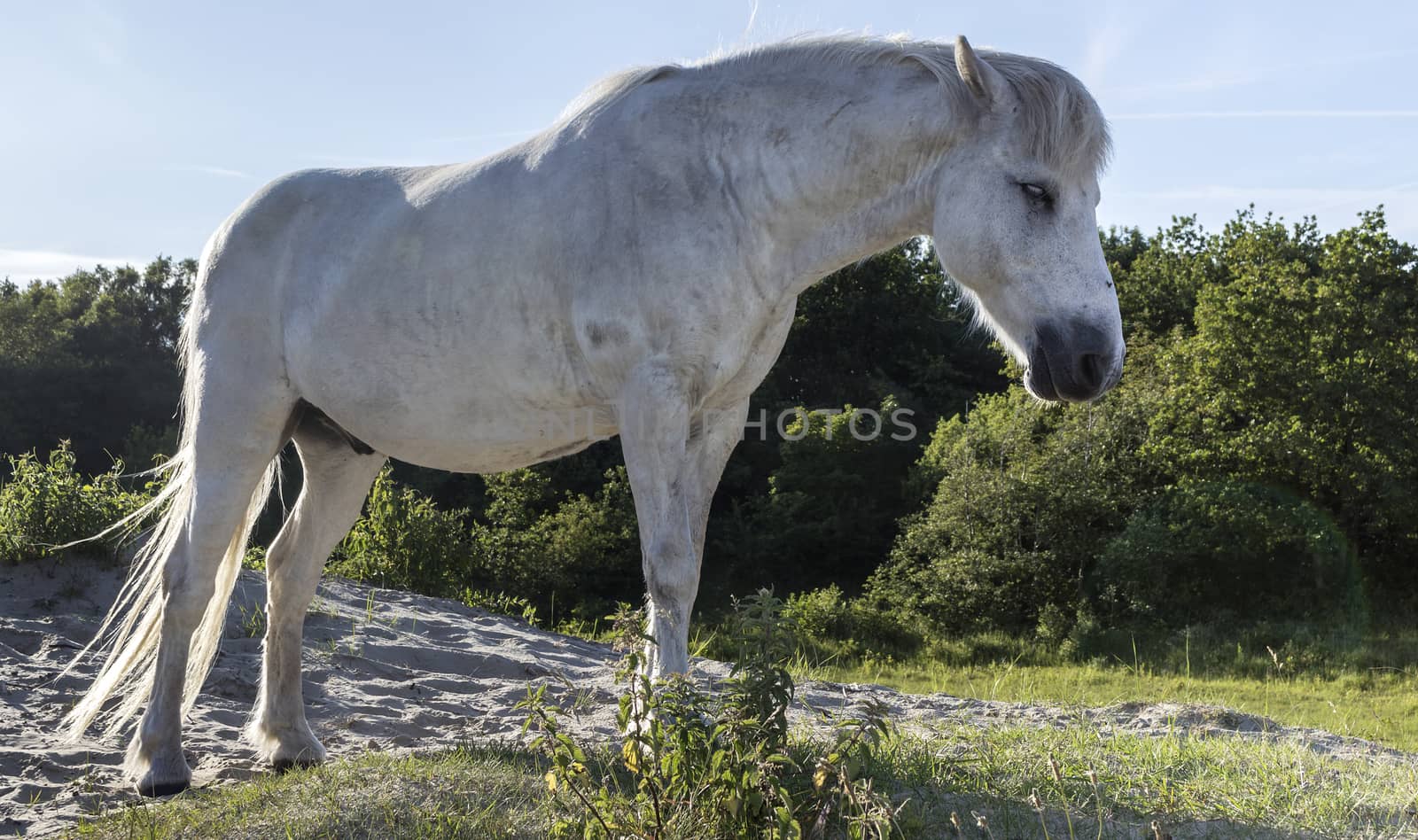 alert white horse standing in dutch nature park