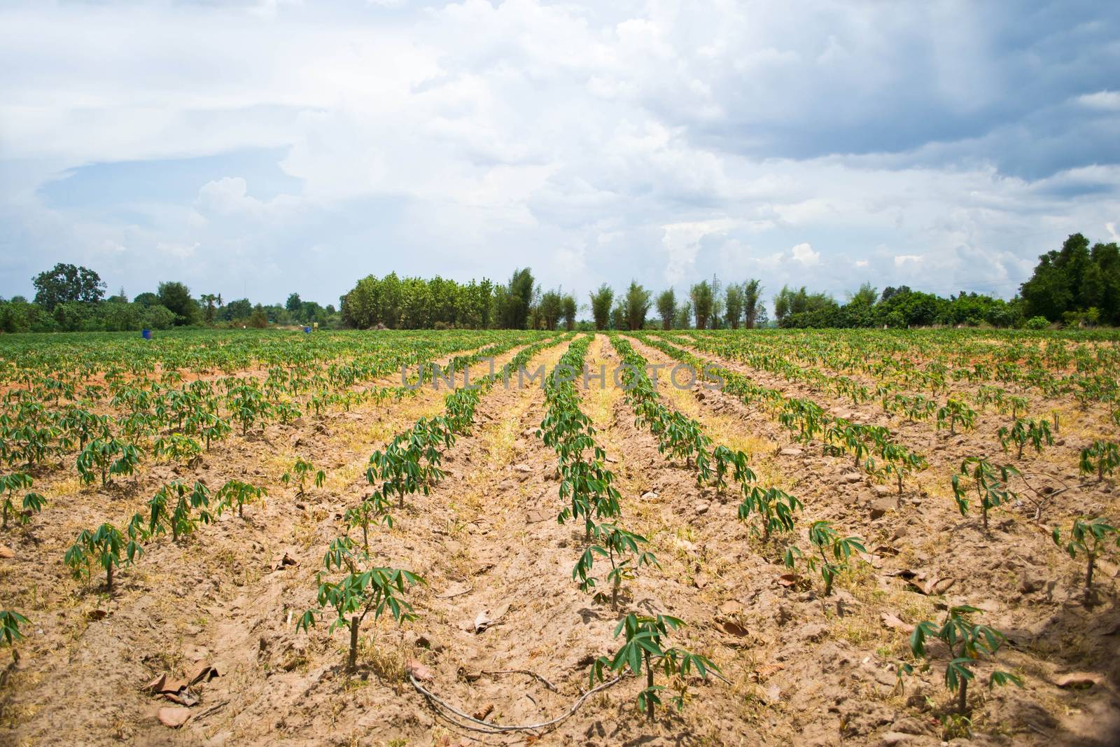 field of cassava plant in Thailand