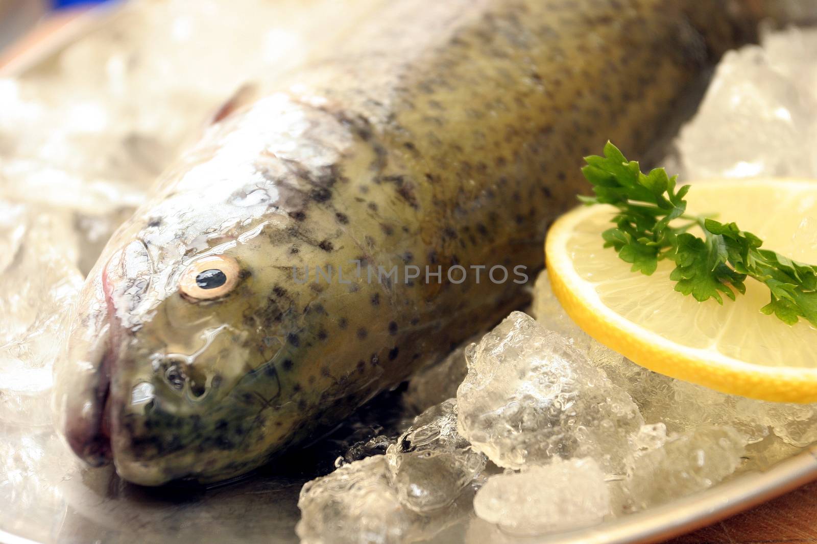 Raw trout lies on a dish with slices of lemon.