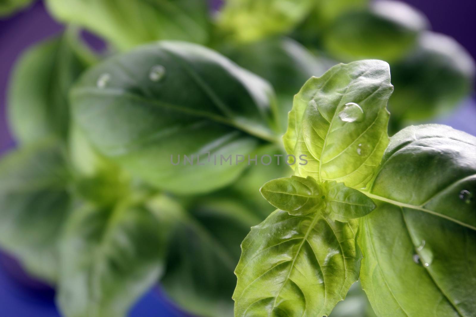 Closeup of basil leaves sprinkled with water