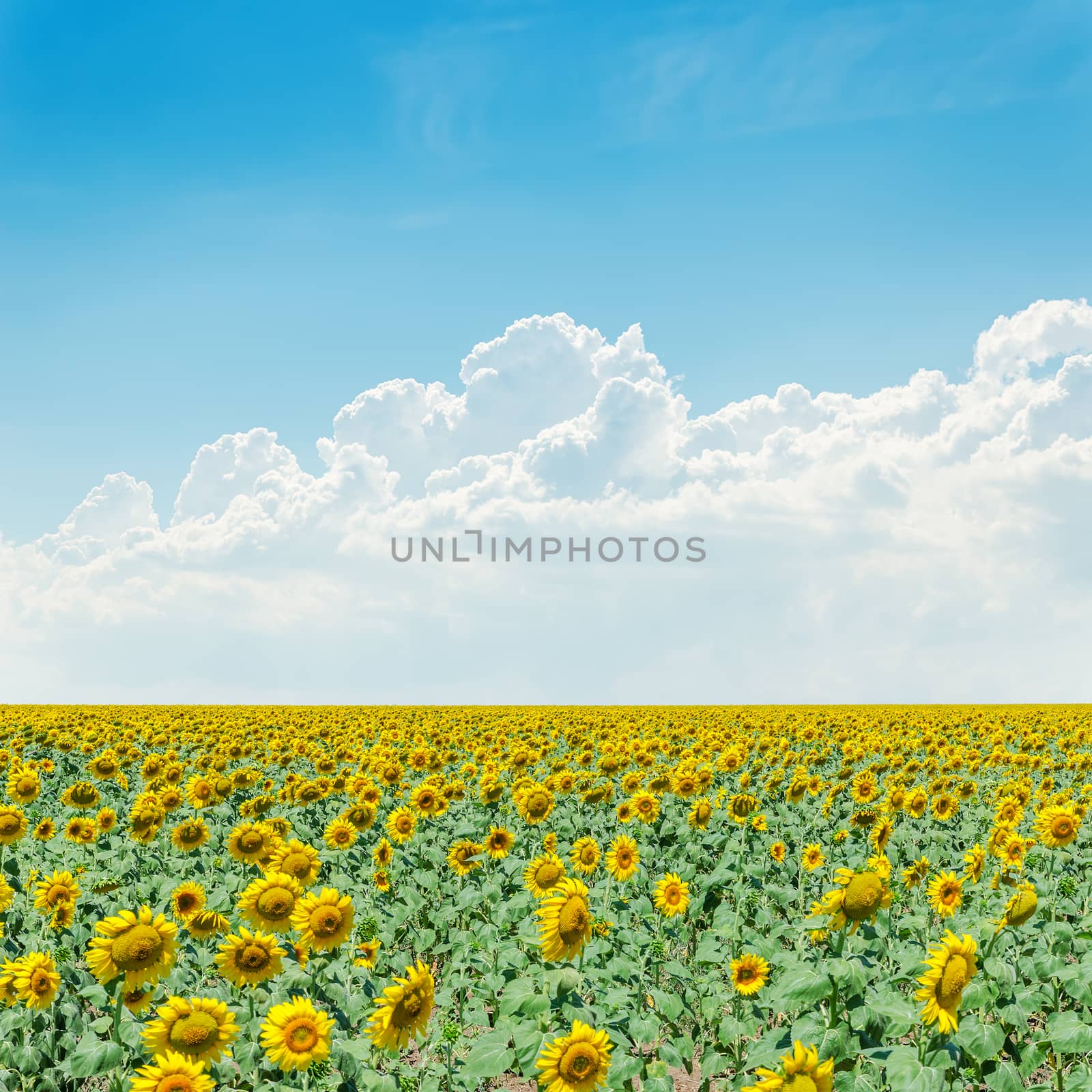 cloudy sky over field with sunflowers by mycola