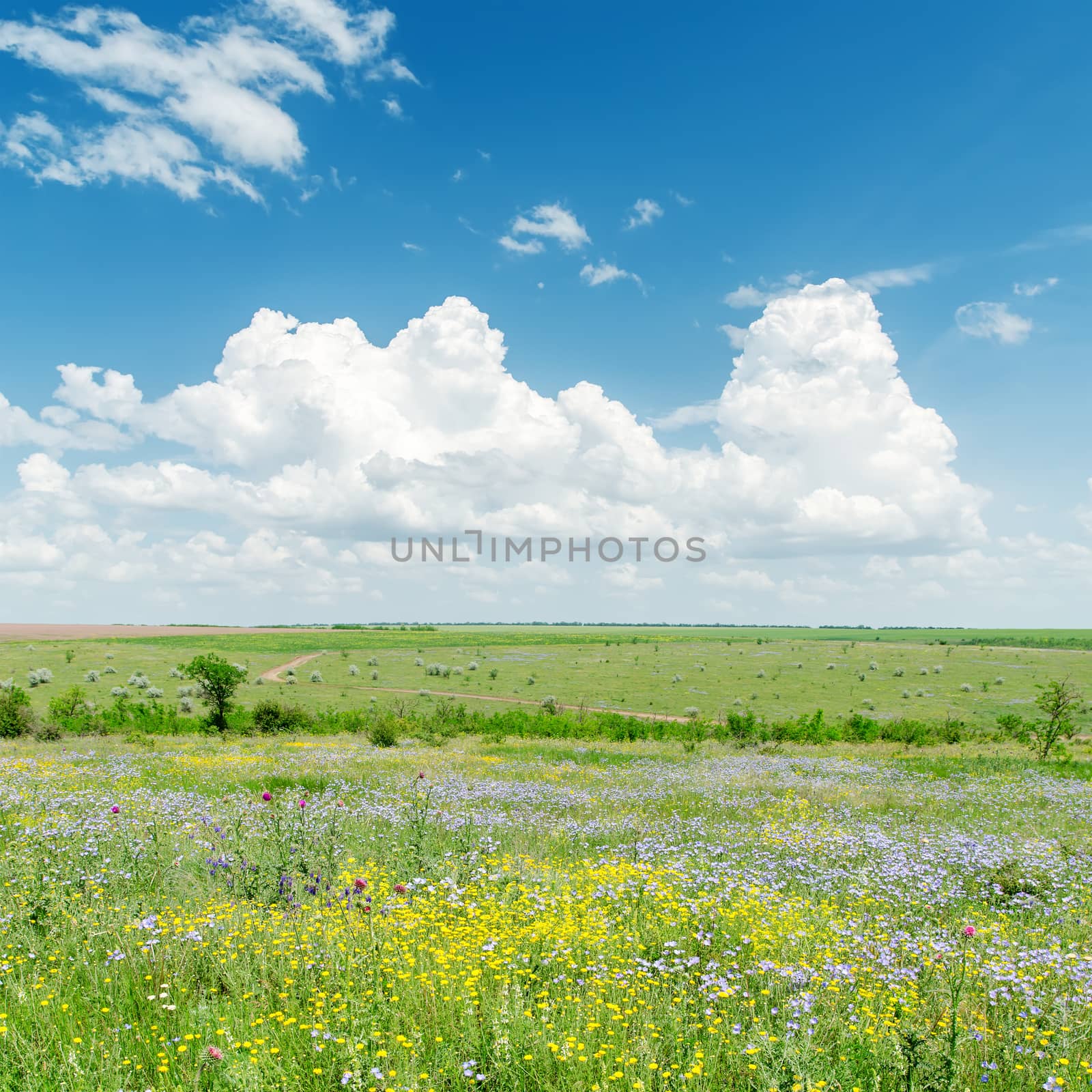 green landscape with flowers and clouds over it by mycola