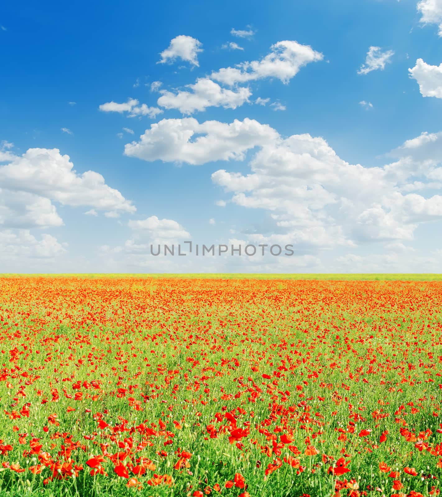 red poppies field and blue cloudy sky by mycola