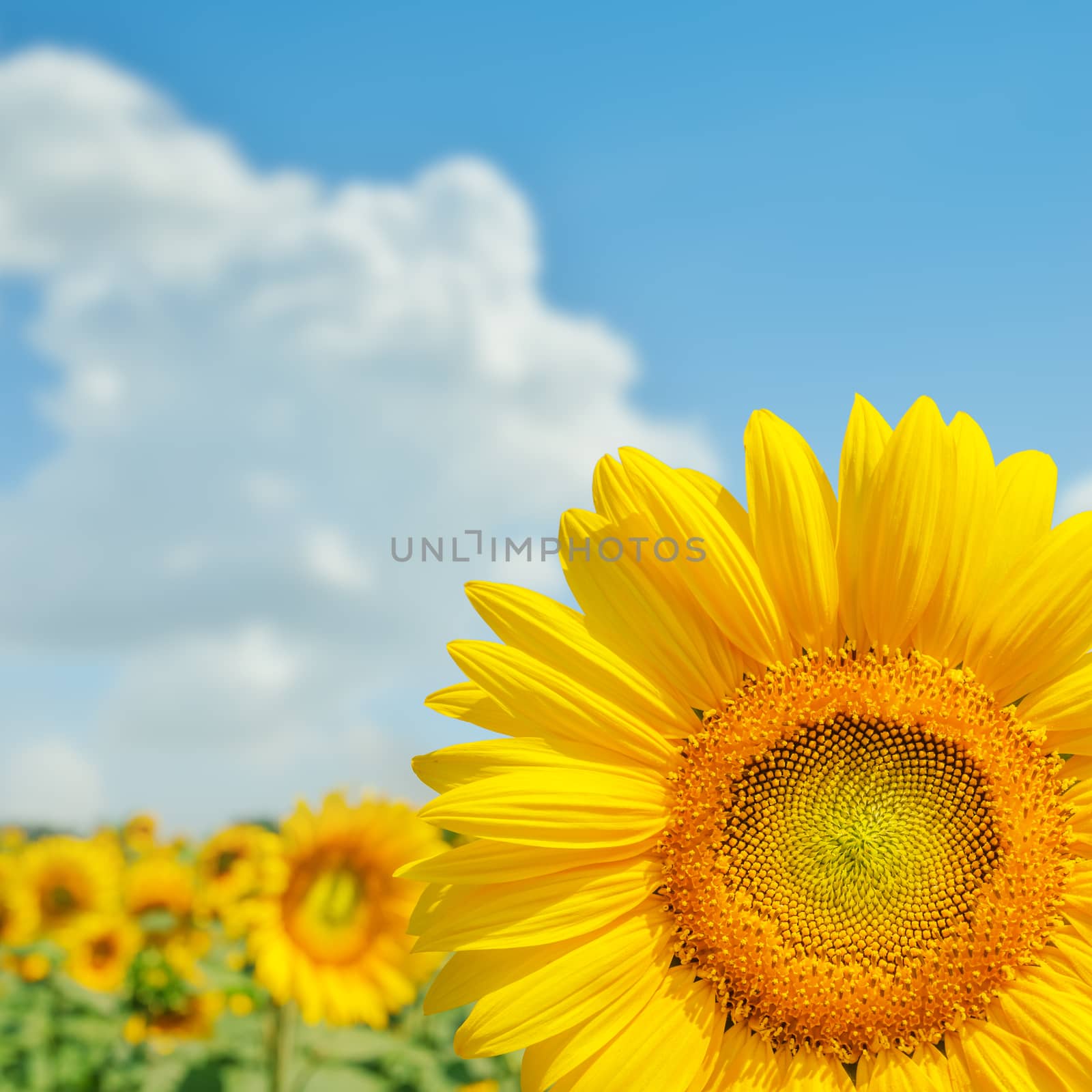 sunflower on field close up and clouds by mycola