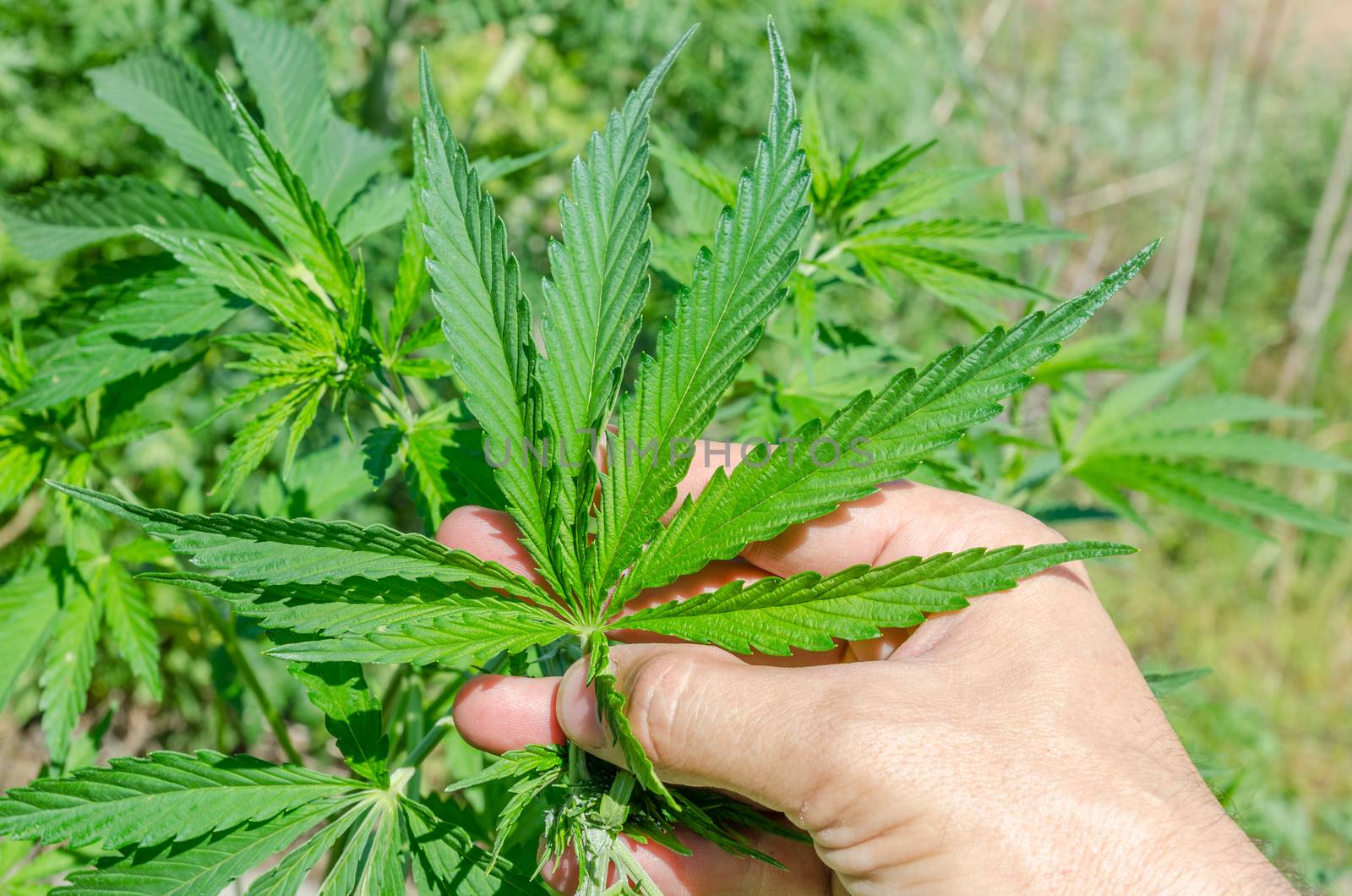 green marijuana in hand by mycola