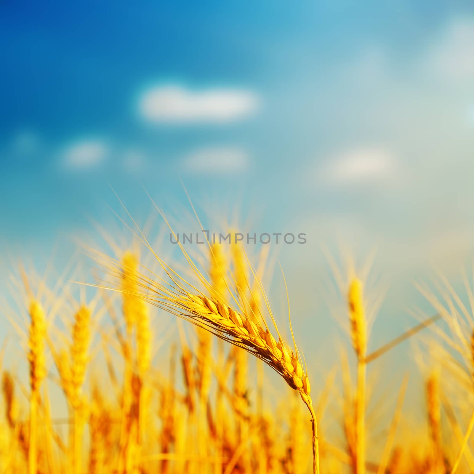 golden barley on field in sunset. soft focus by mycola