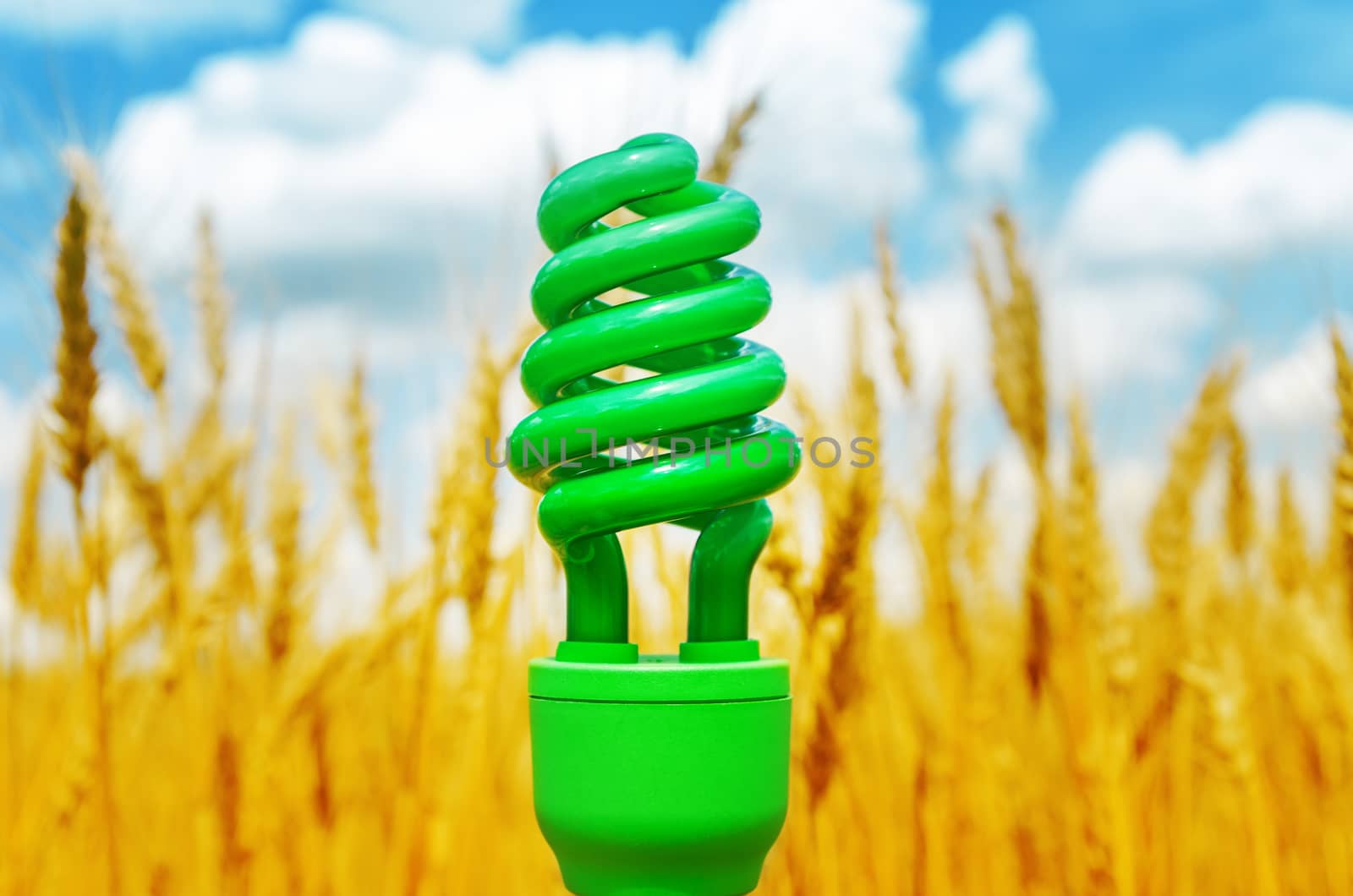 green eco bulb over field with golden harvest by mycola