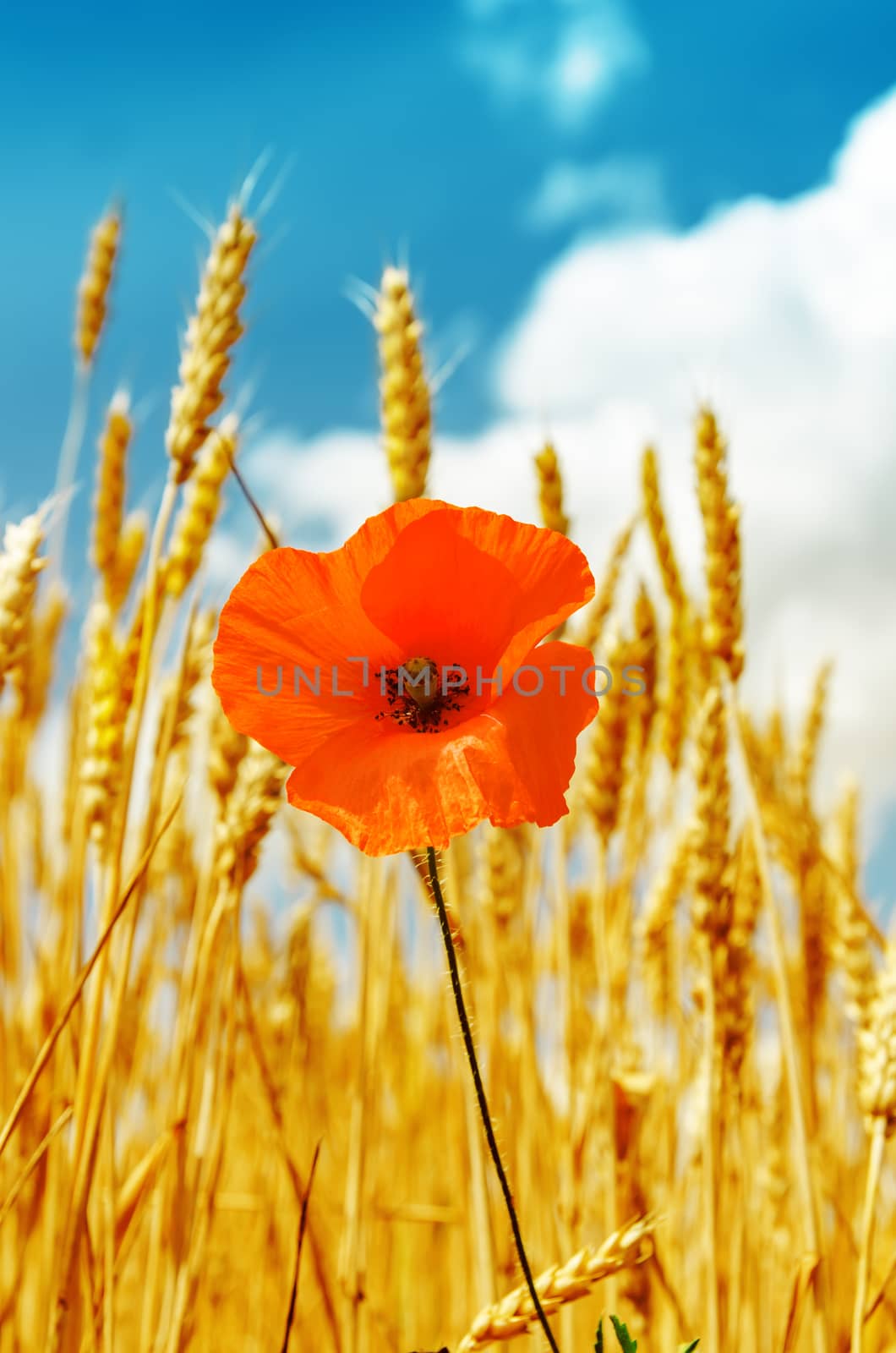 red poppy in golden harvest under blue sky