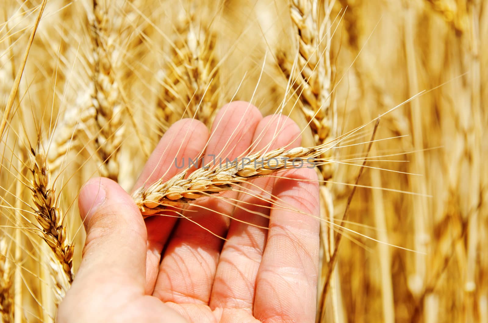 golden ear of wheat in hand