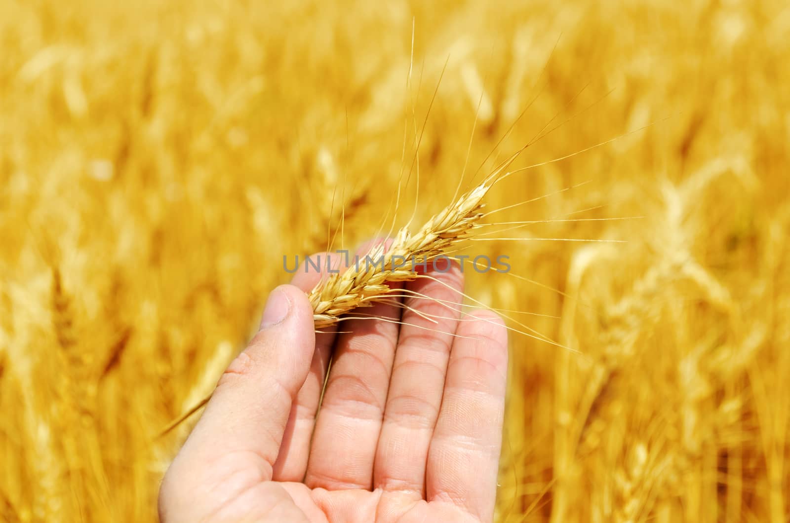 new harvest in hand over golden field