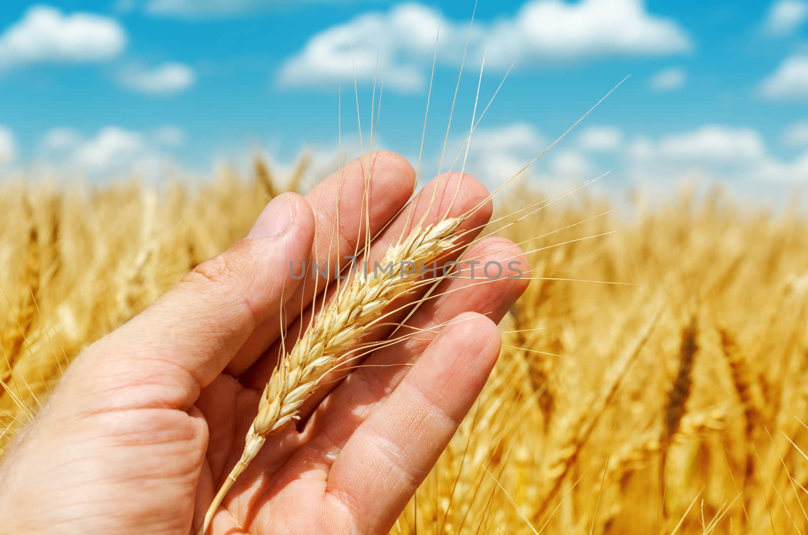 golden ear of wheat in hand over field by mycola