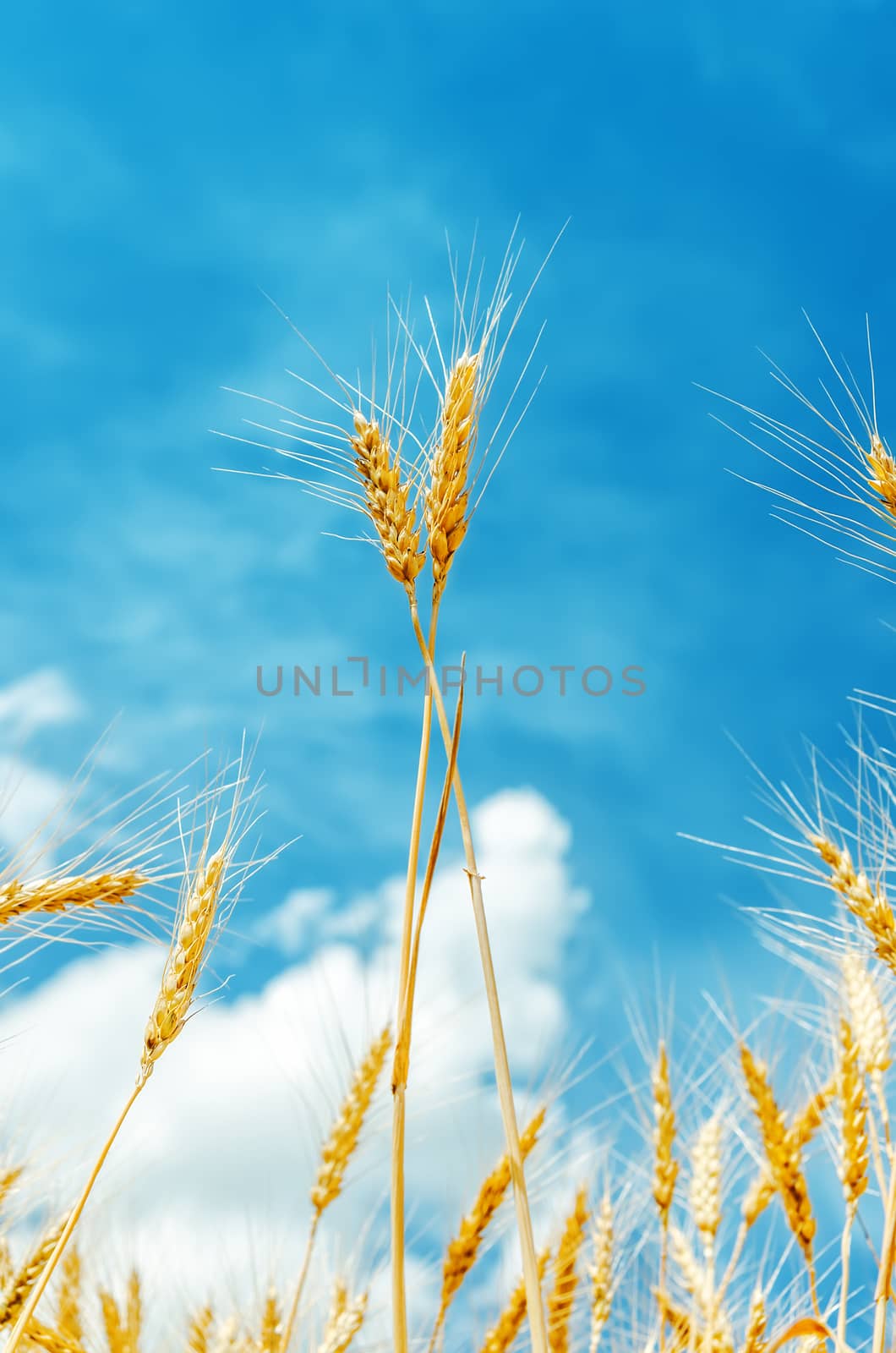 two golden stems under blue sky on field