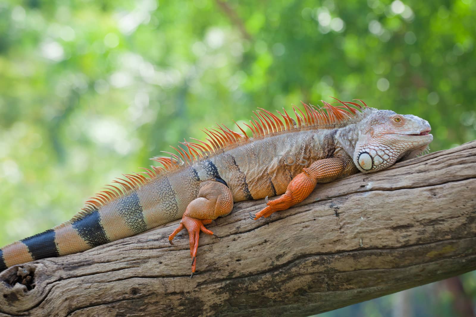 iguana reptile sitting on the tree
