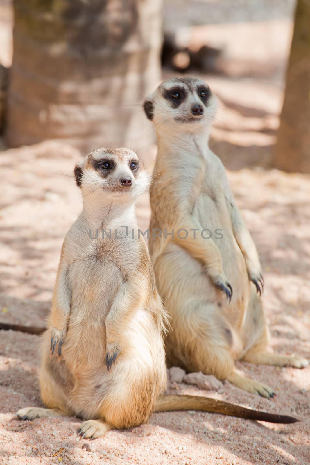 two Meerkat standing