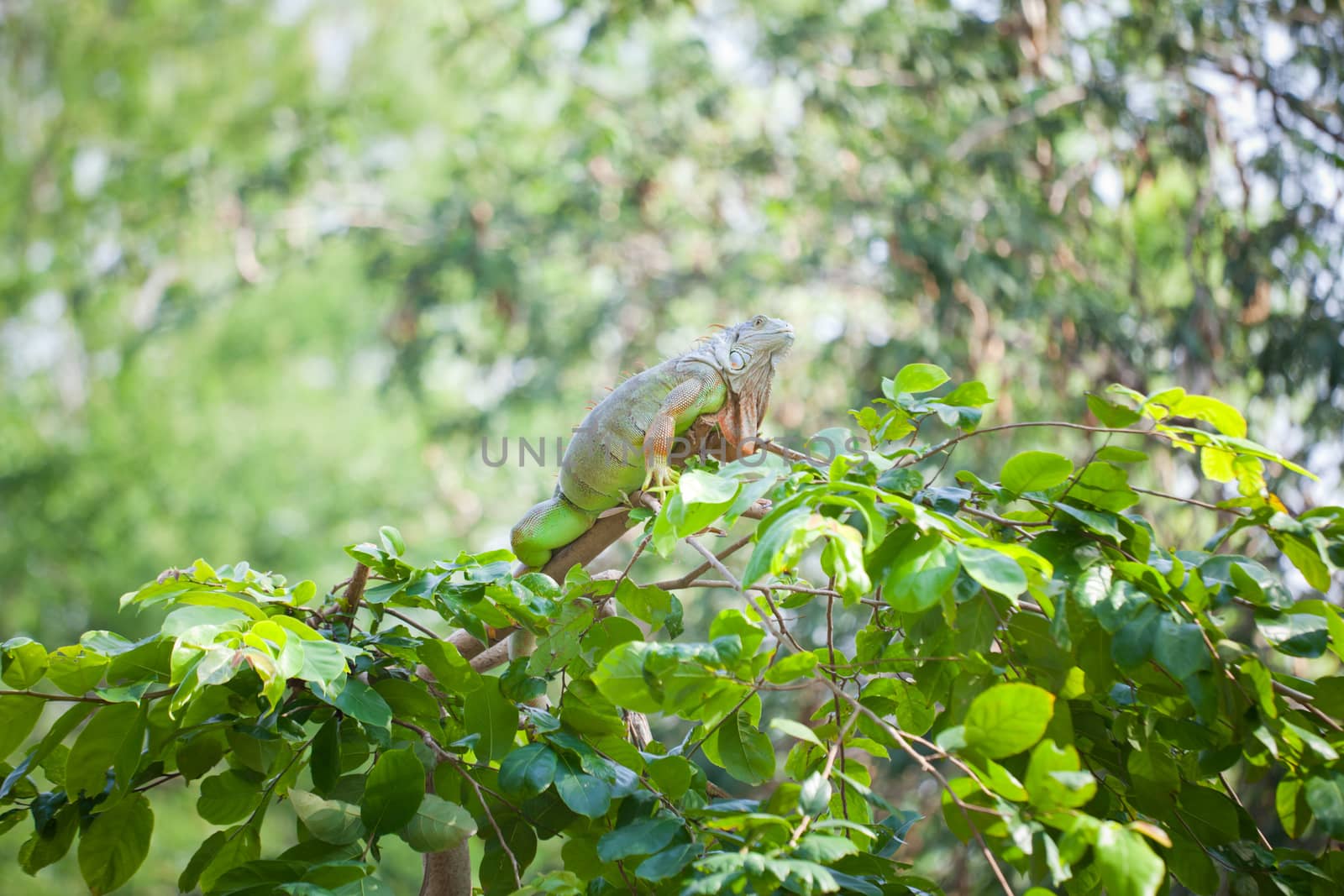 iguana reptile sitting on the tree