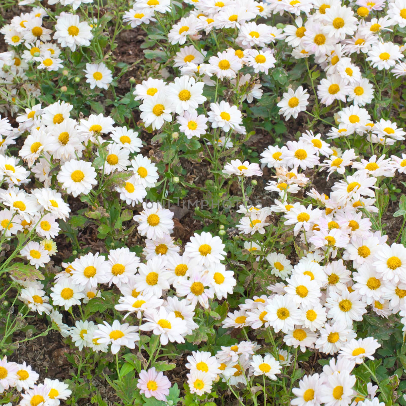 Group of daisy flower texture as background