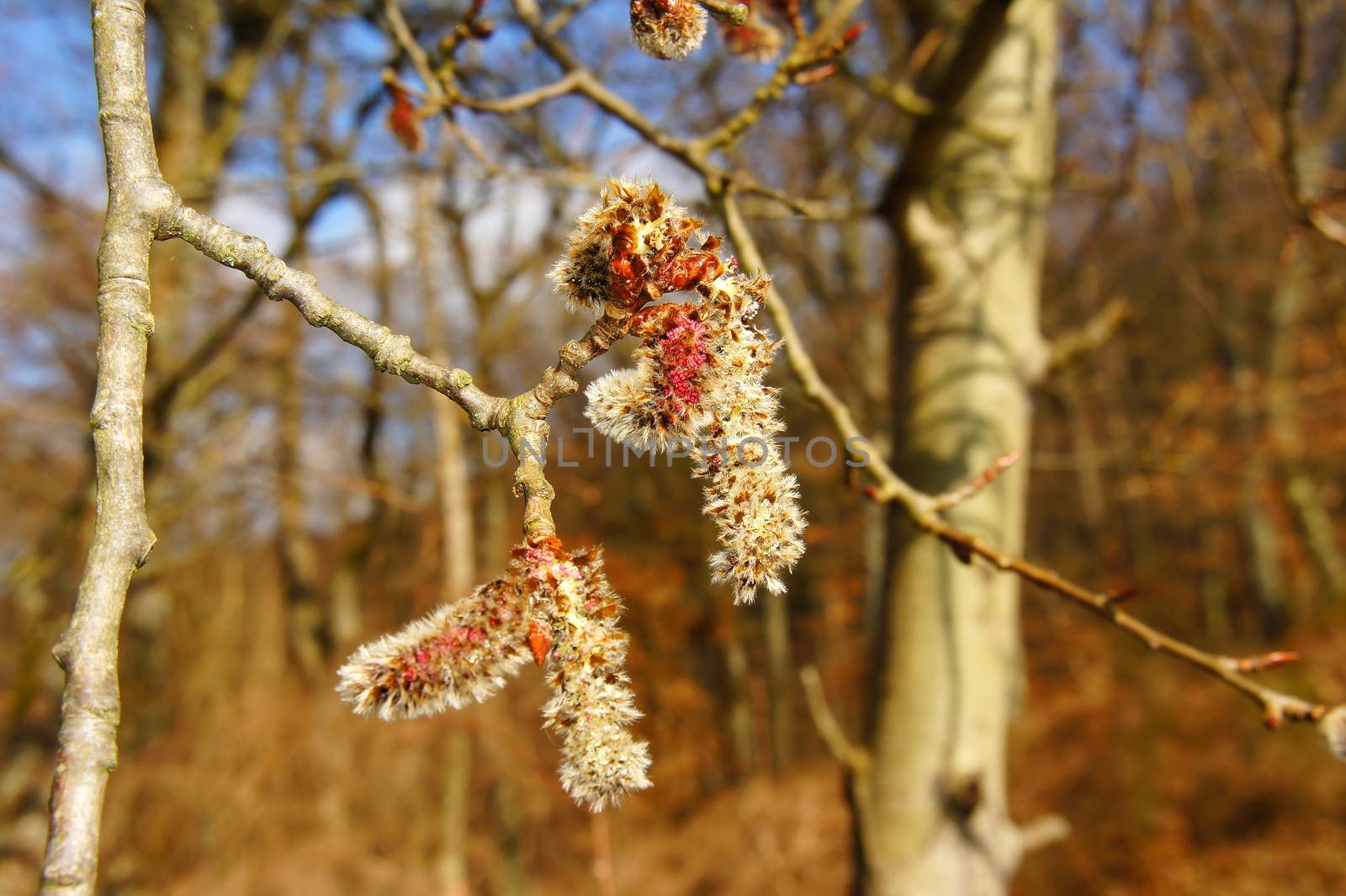 Espenblüten Makro