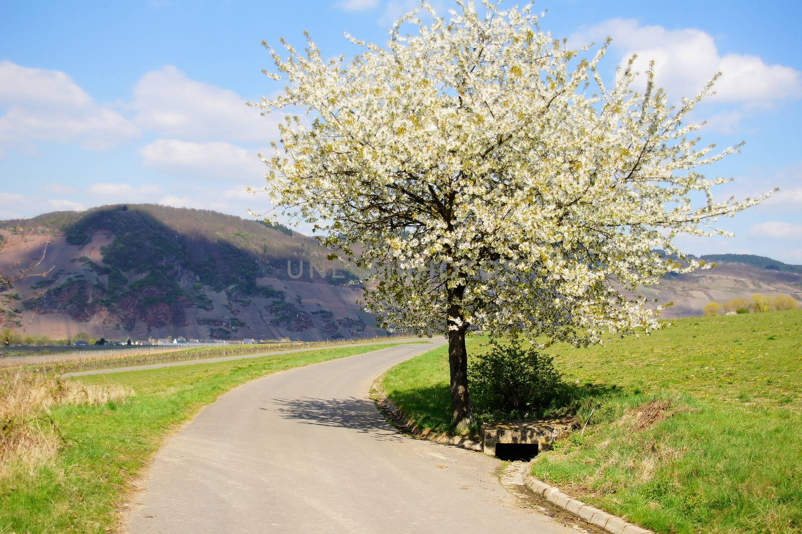 Straße und blühender Kirschbaum bei Erden an der Mosel