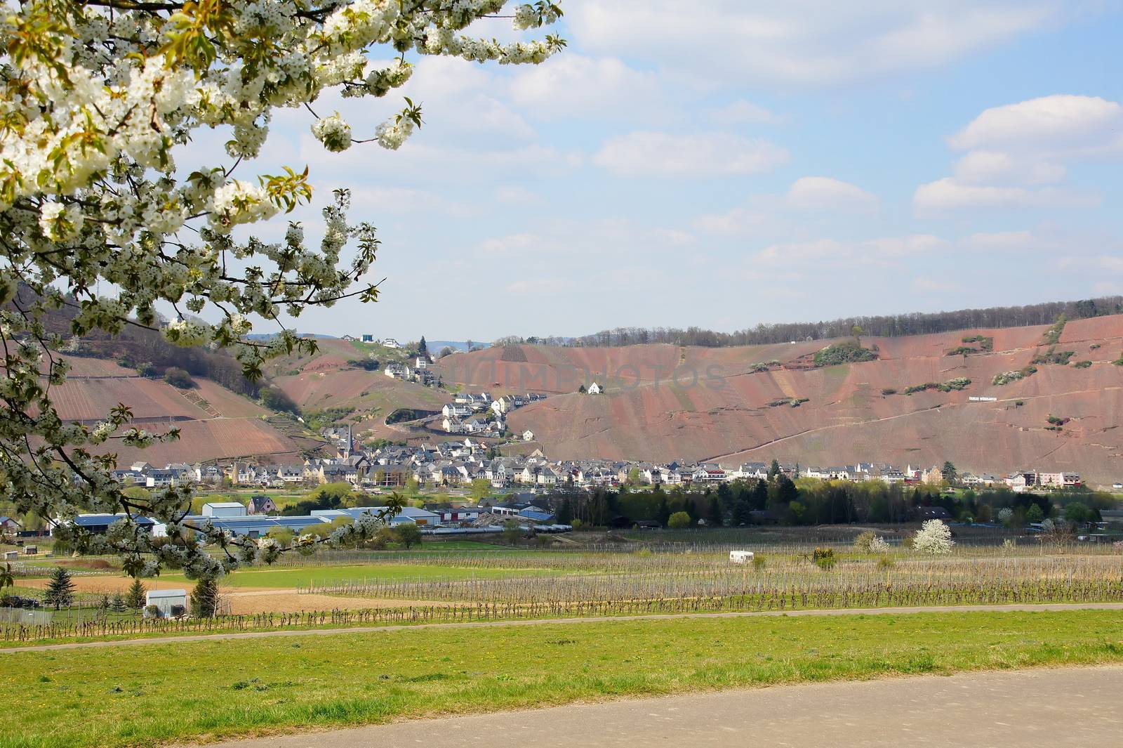 Ürzig an der Mosel mit der roten Erde