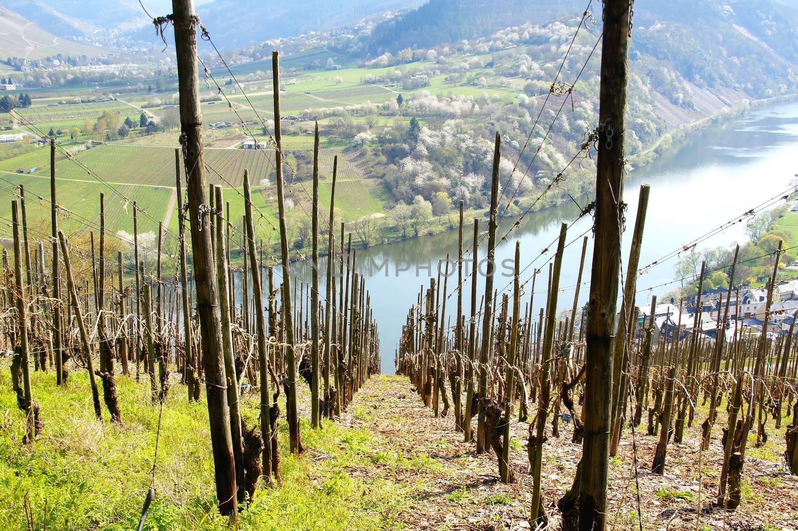 Weinberg bei Kröv an der Mosel im Frühling