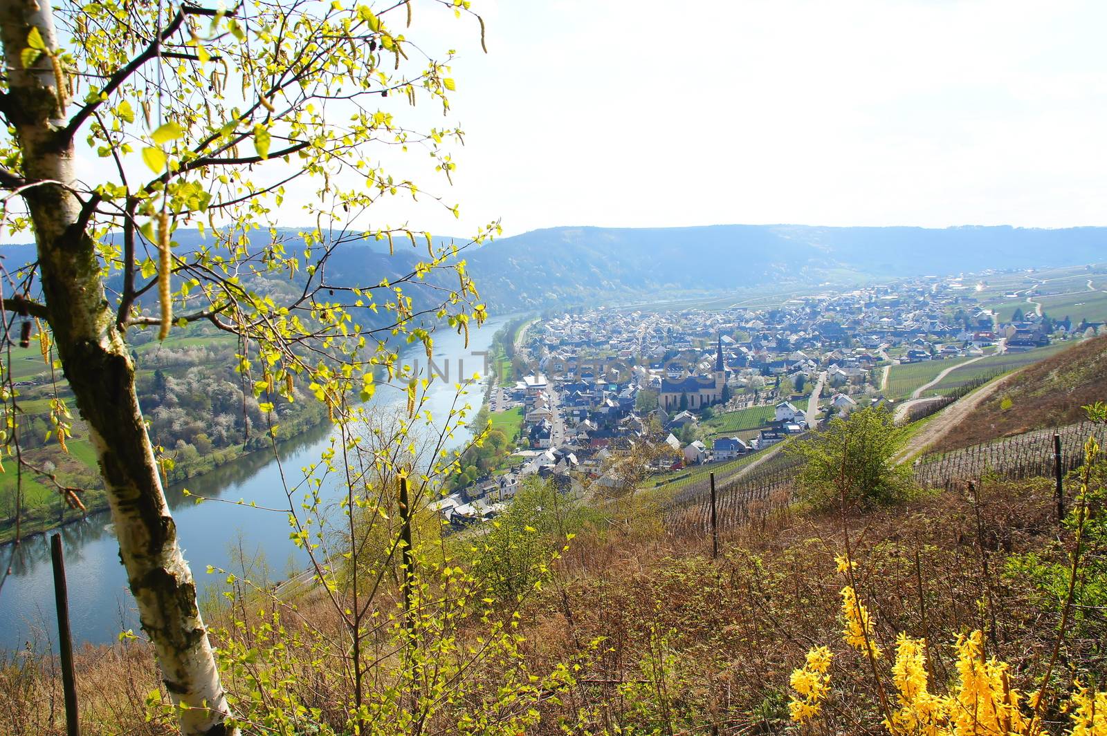 Weinort Kröv an der Mosel im Frühling