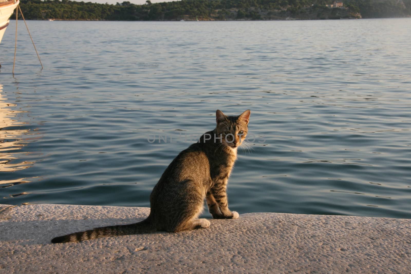 Cat in the port of Croatia