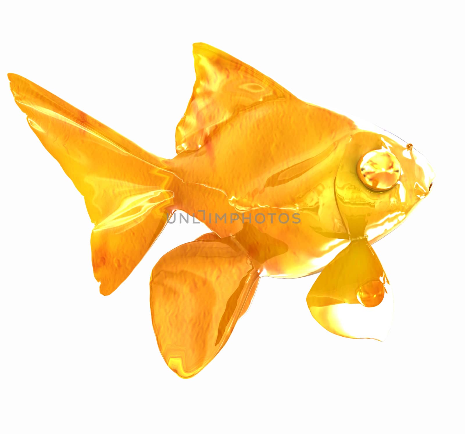 Gold fish. Isolation on a white background