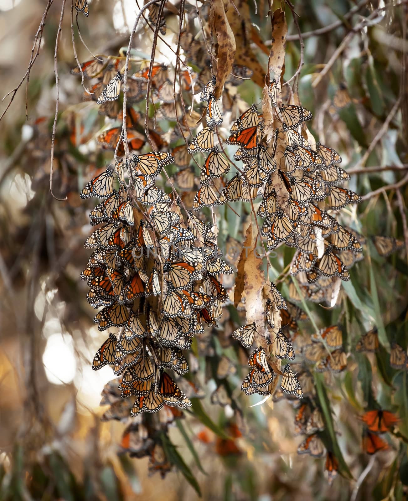 Monarch Butterflies Migration Eilwood Grove Goleta California by bill_perry