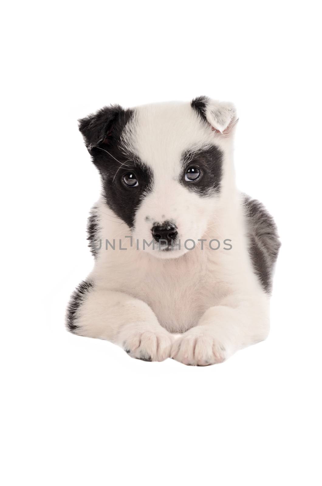 A black and white border collie puppy on white