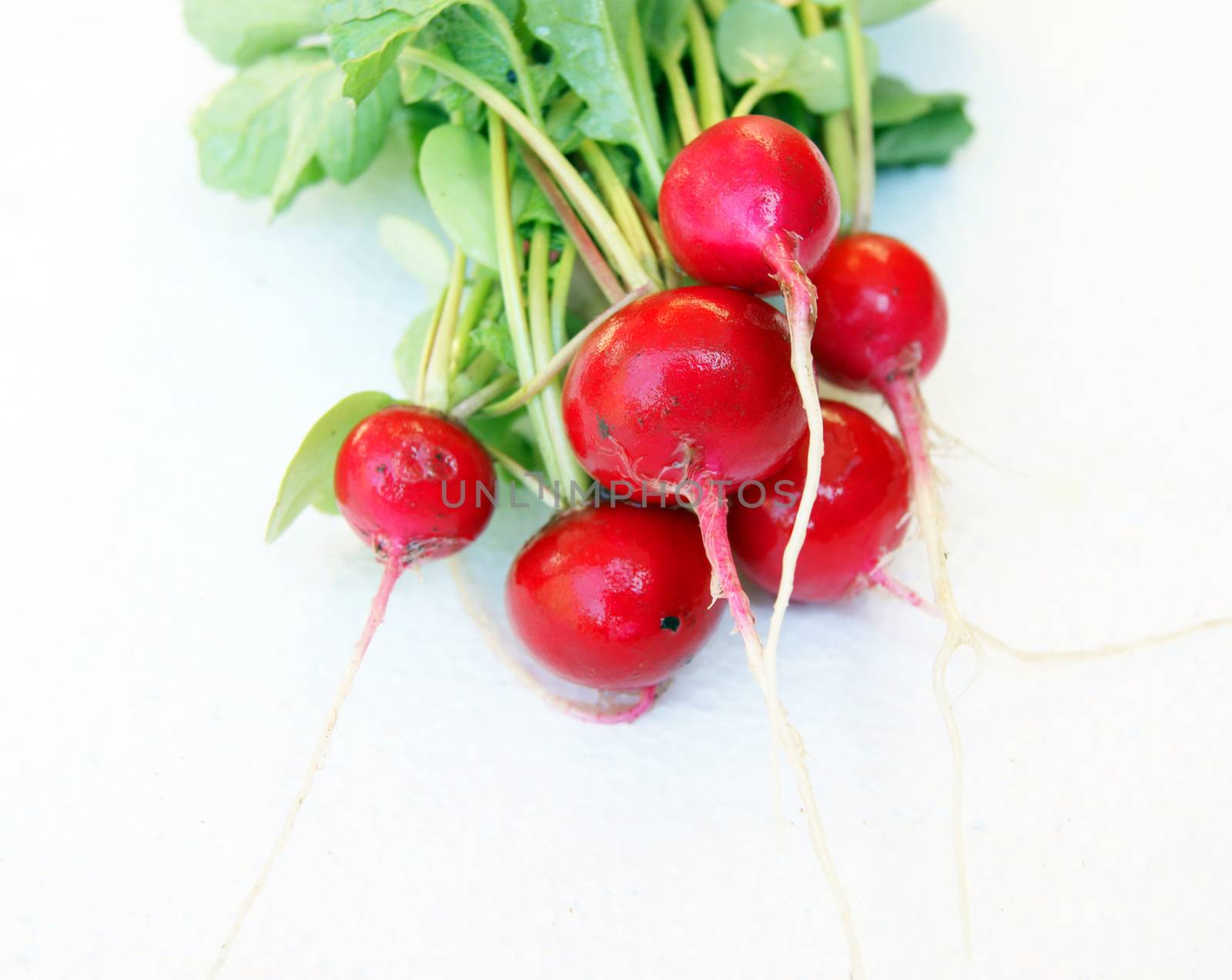 Radish on white background by cobol1964