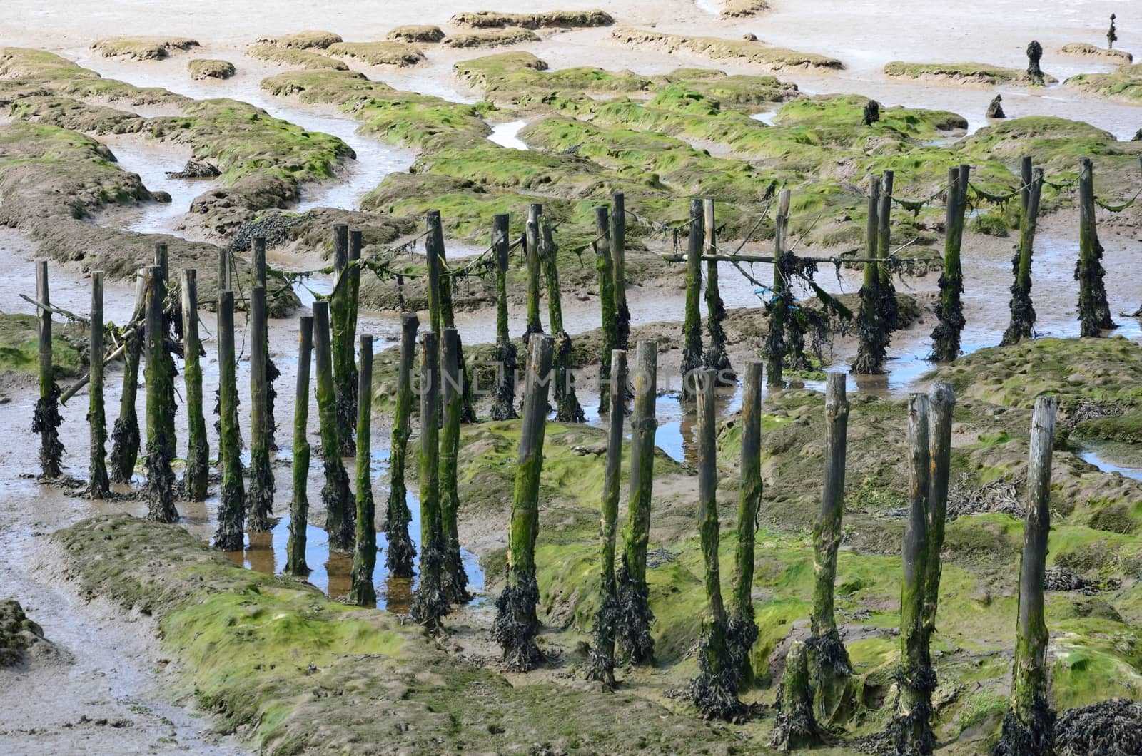 Wooden posts in creek