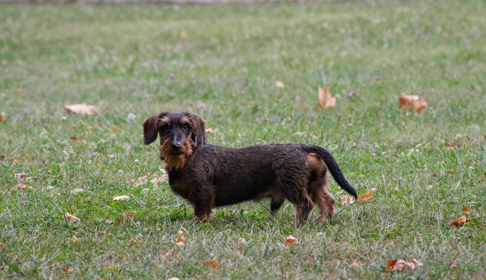 Coarse haired dachshund posing in the city park