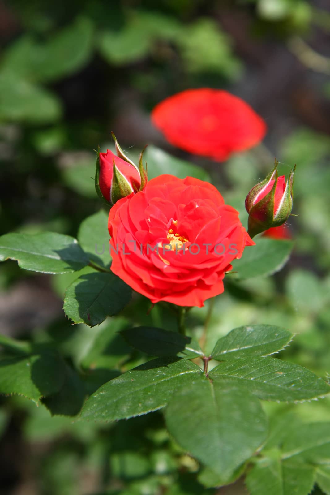 Red rose and buds in rural garden