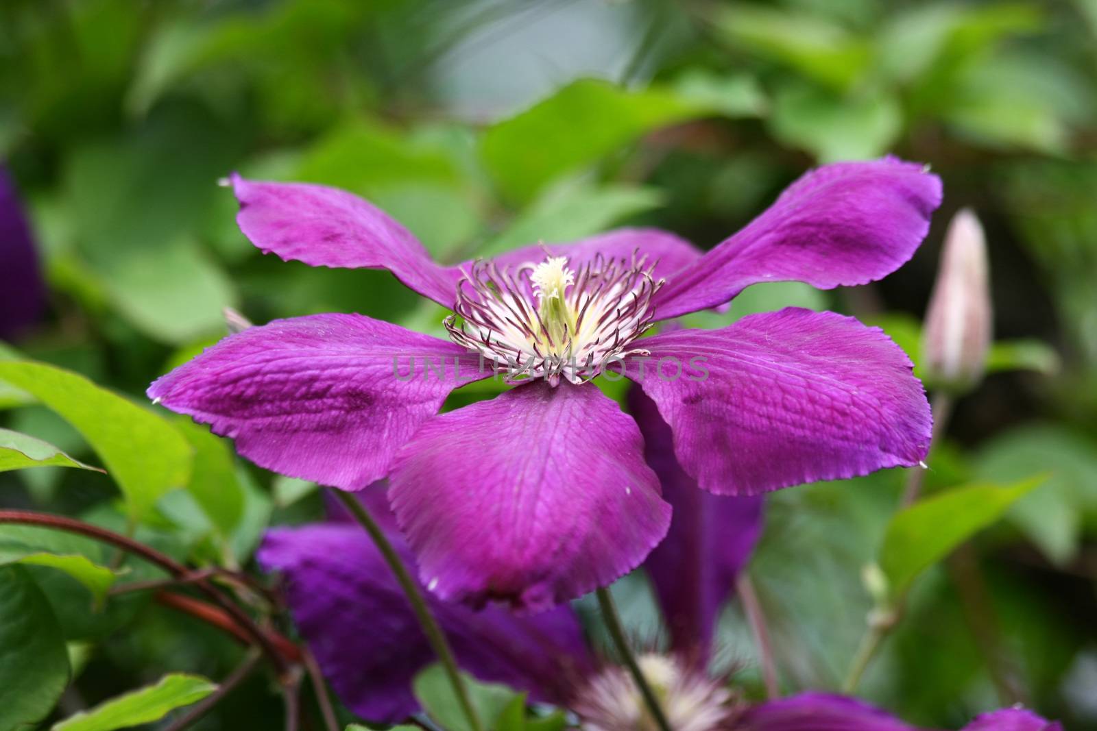 Close up of violet clematis in the rural garden