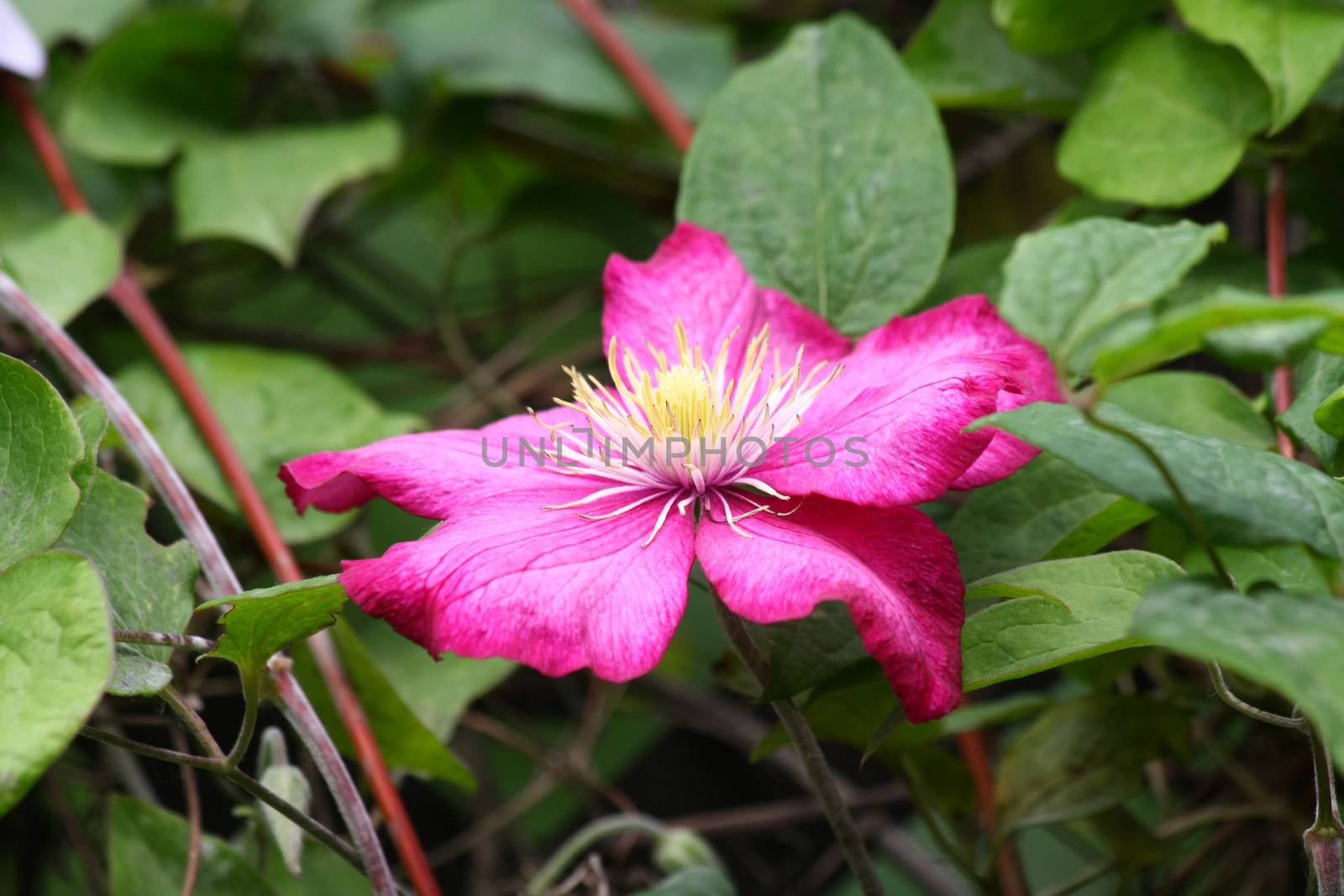 Close up of violet clematis in the rural garden