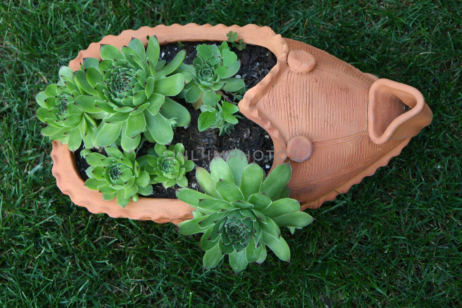 Pinwheel in flowerpot of the shape of traditional serbian footwear