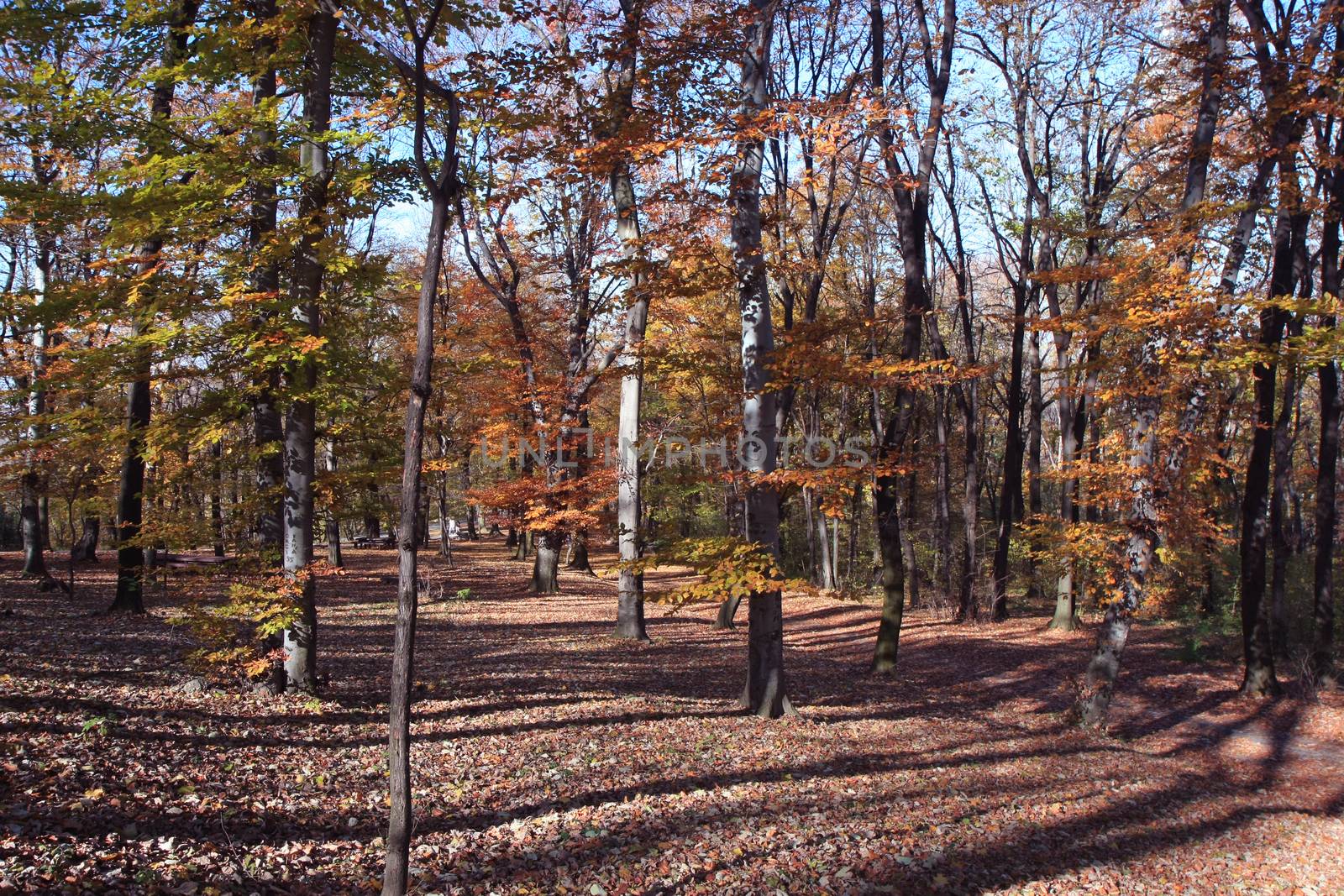 Forest on the mountain Avala close to Serbian capital,Belgrade