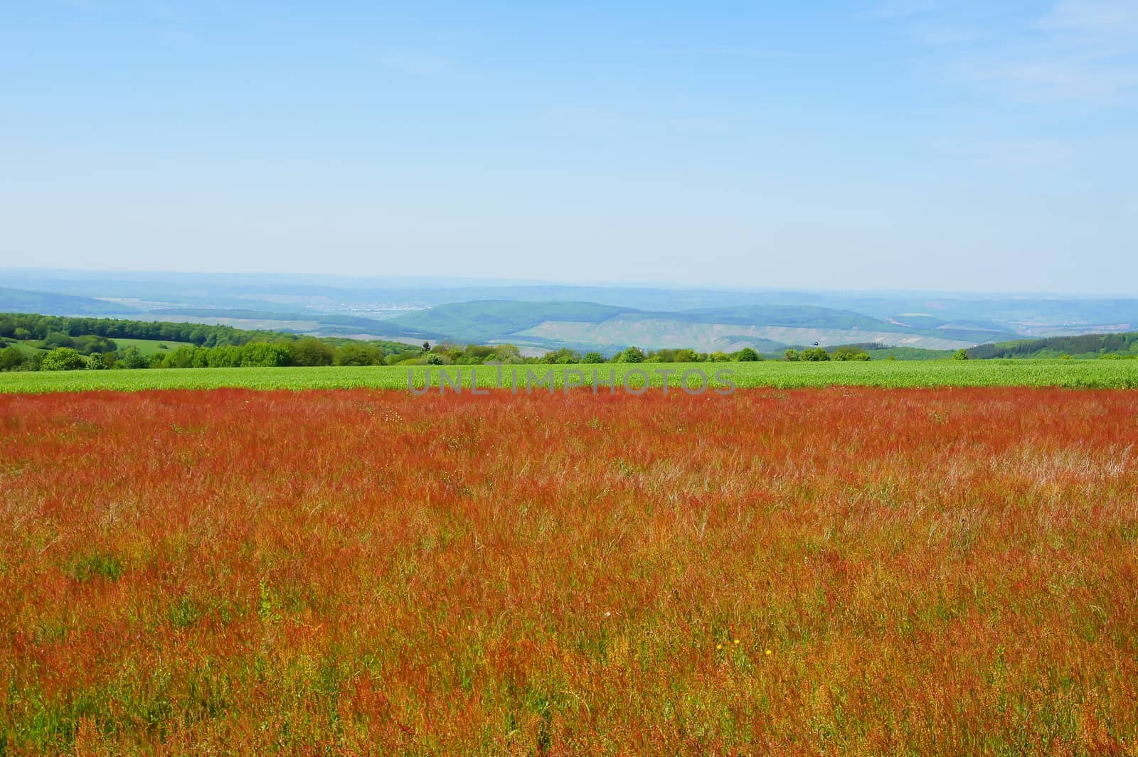 Feld mit rotem blühendem Sauerampfer